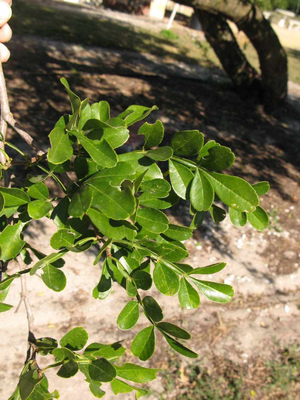            Sun leaves (Winter Haven, FL)   